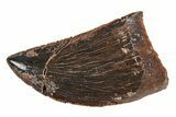 Serrated, Juvenile Carcharodontosaurus Tooth #214451-1
